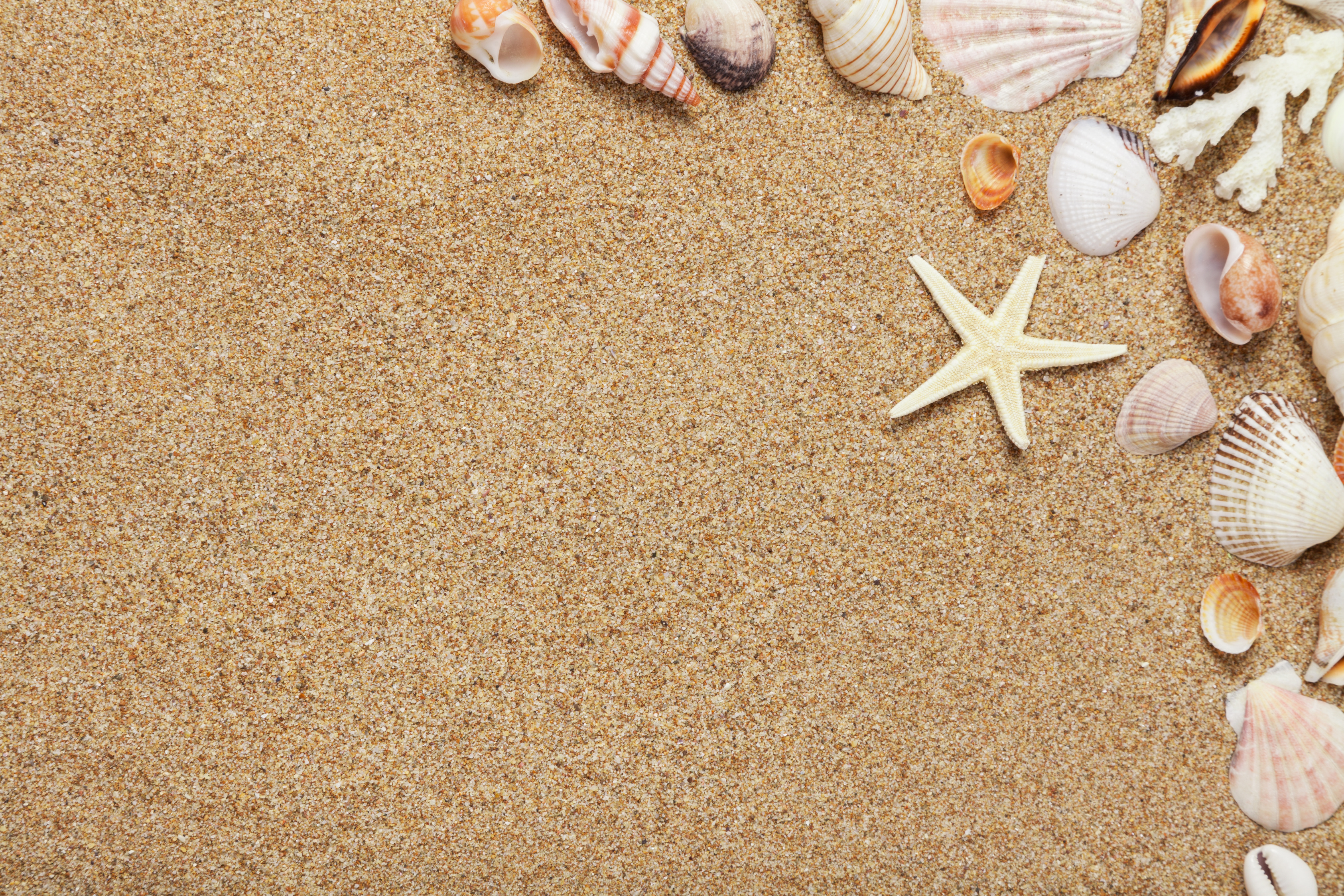 Starfish and Sea shells on the sand
